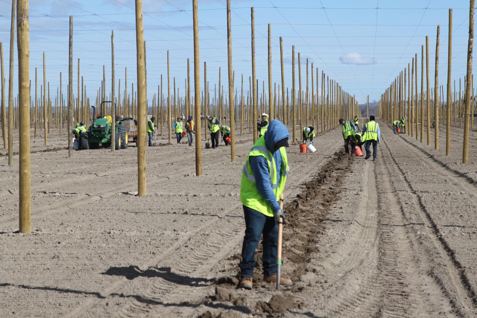 Idaho hop acres could rise 10 percent
