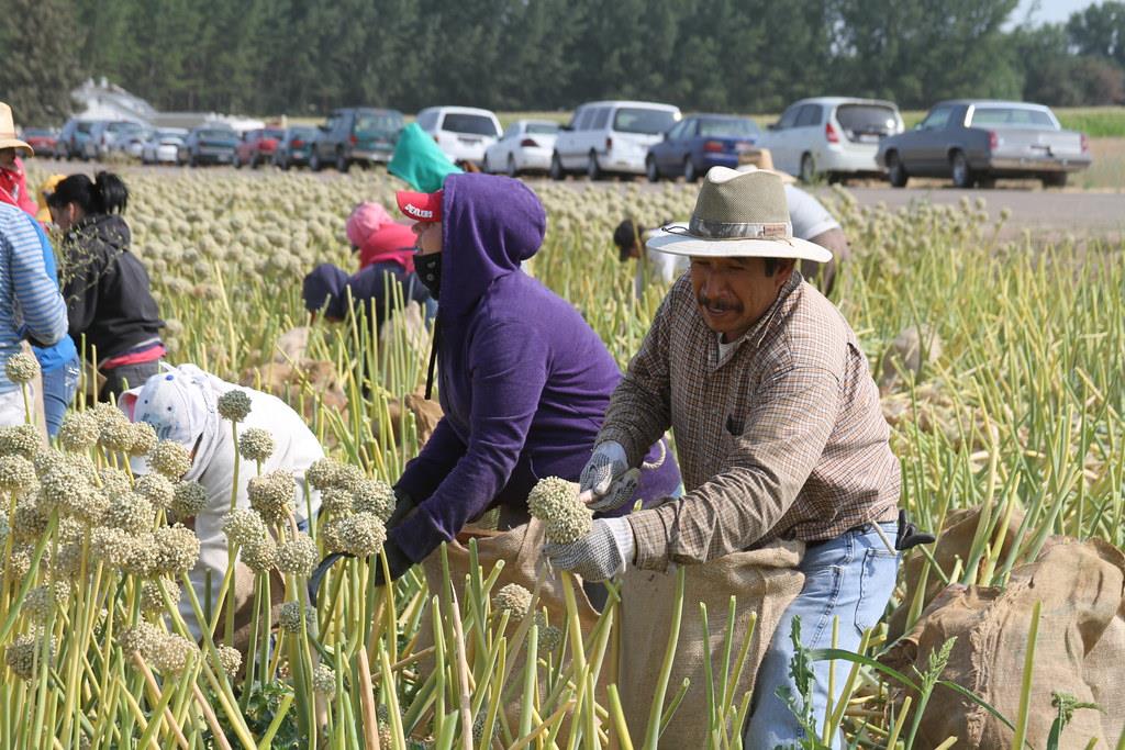 Onion seed is harvested in a southwestern Idaho field in this undated Farm Bureau file photo. A “discussion starter” bill that was introduced late in the 2019 Idaho legislative session was designed to provide seed producers further protection from a possible warehouse failure.