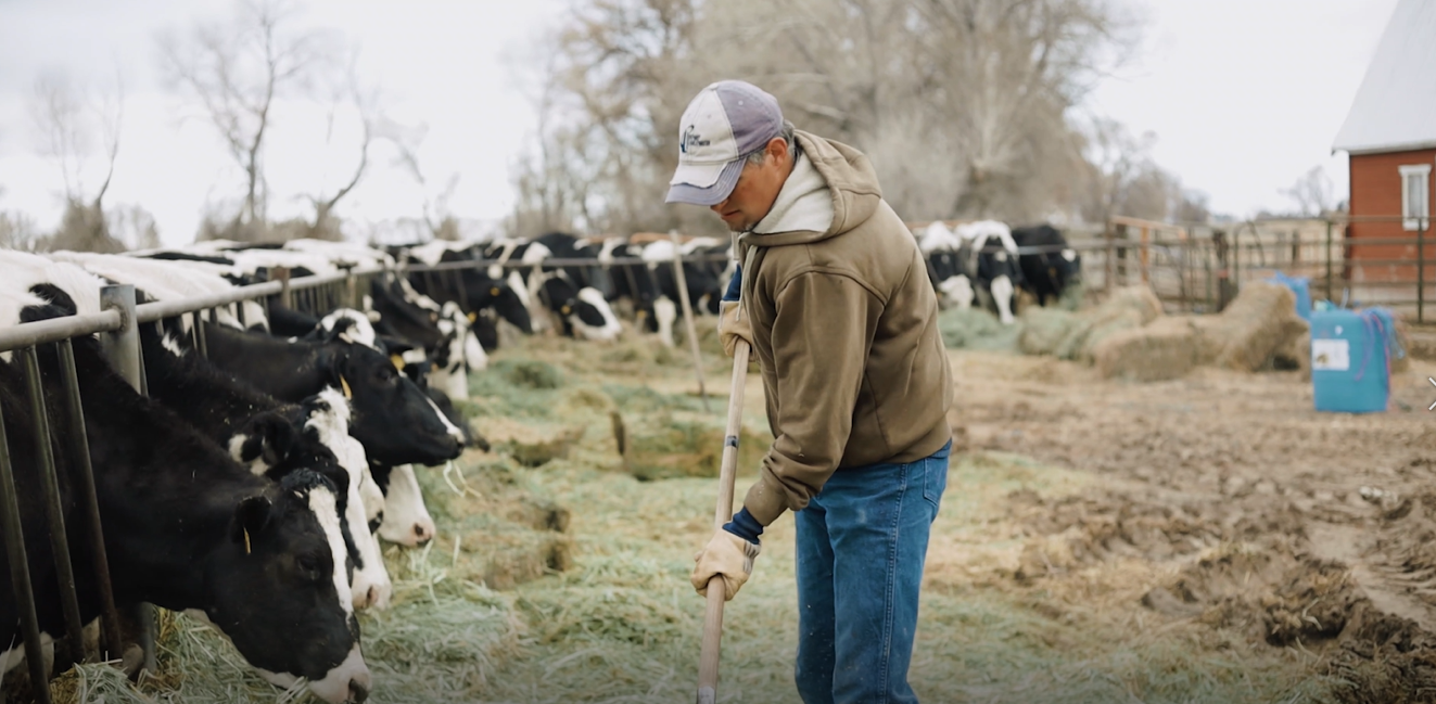 Sterling Hatch Idaho Dairy Farmer stillfarming