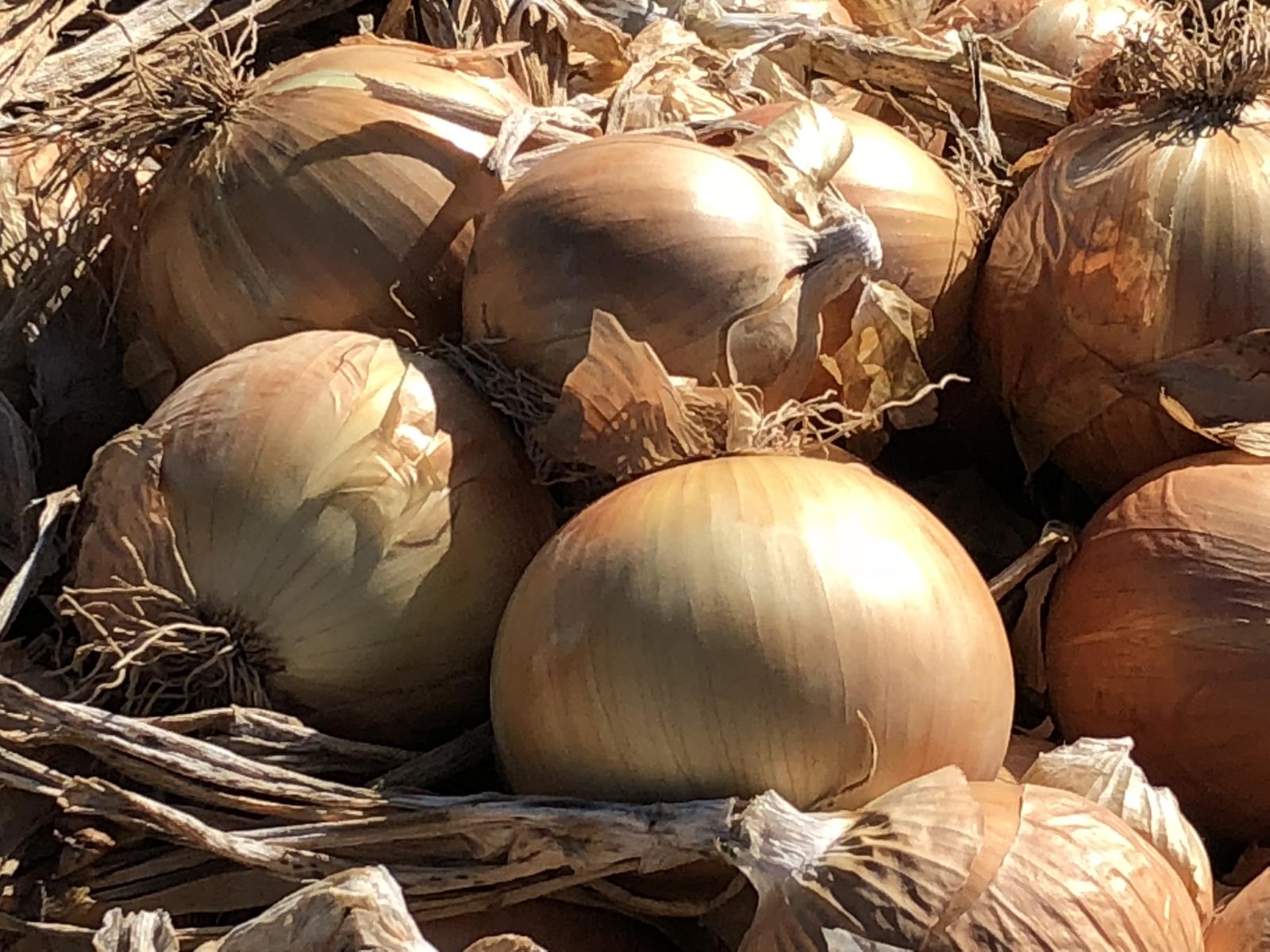 Onions lie in a field near Wilder last September, waiting to be harvested. Reaction to the coronavirus outbreak has significantly decreased demand for the big bulb onions grown in Idaho and Eastern Oregon.