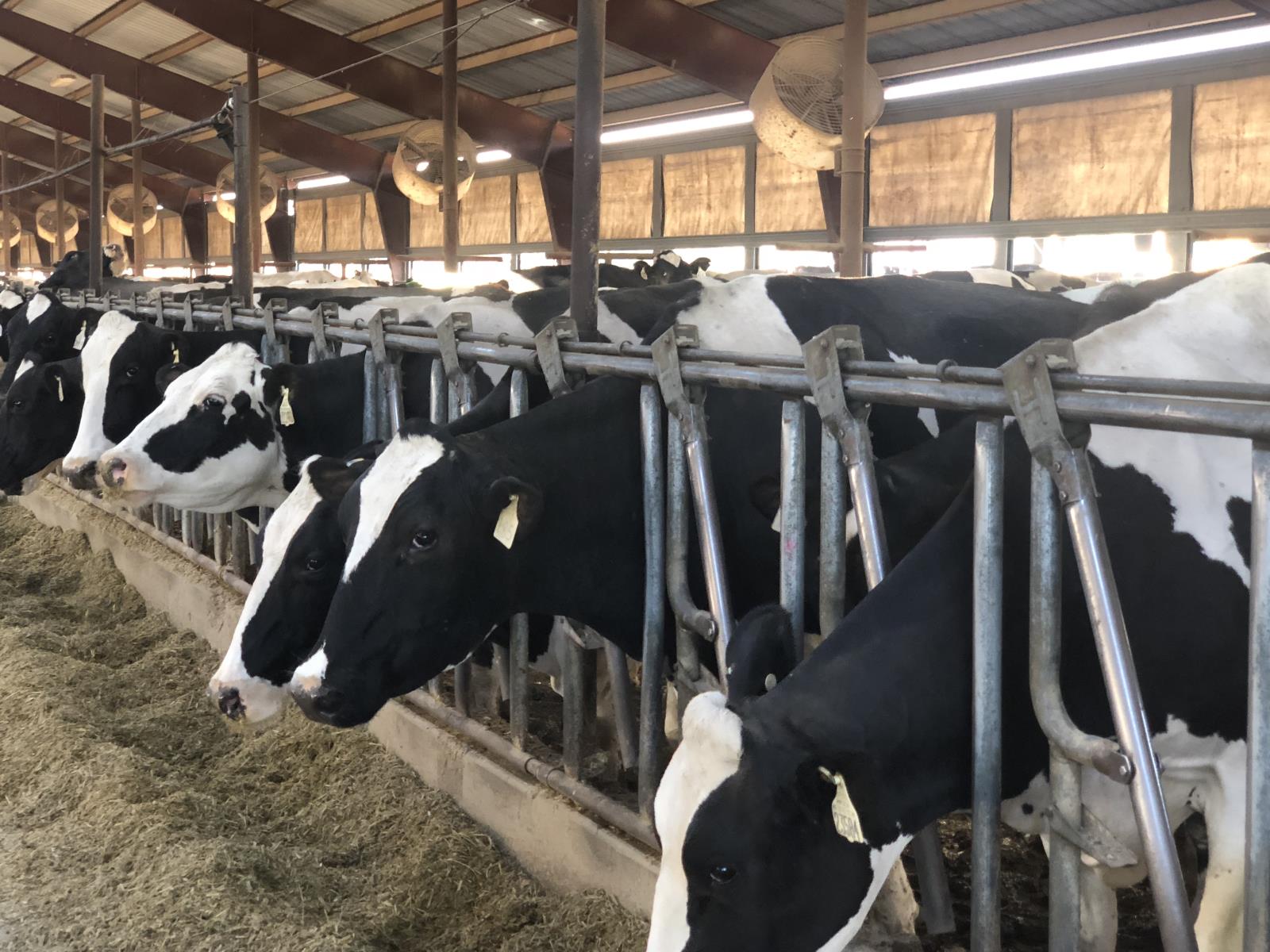 The price that Idaho dairies receive for their milk has rebounded sharply since nearing all-time lows just 45 days ago.