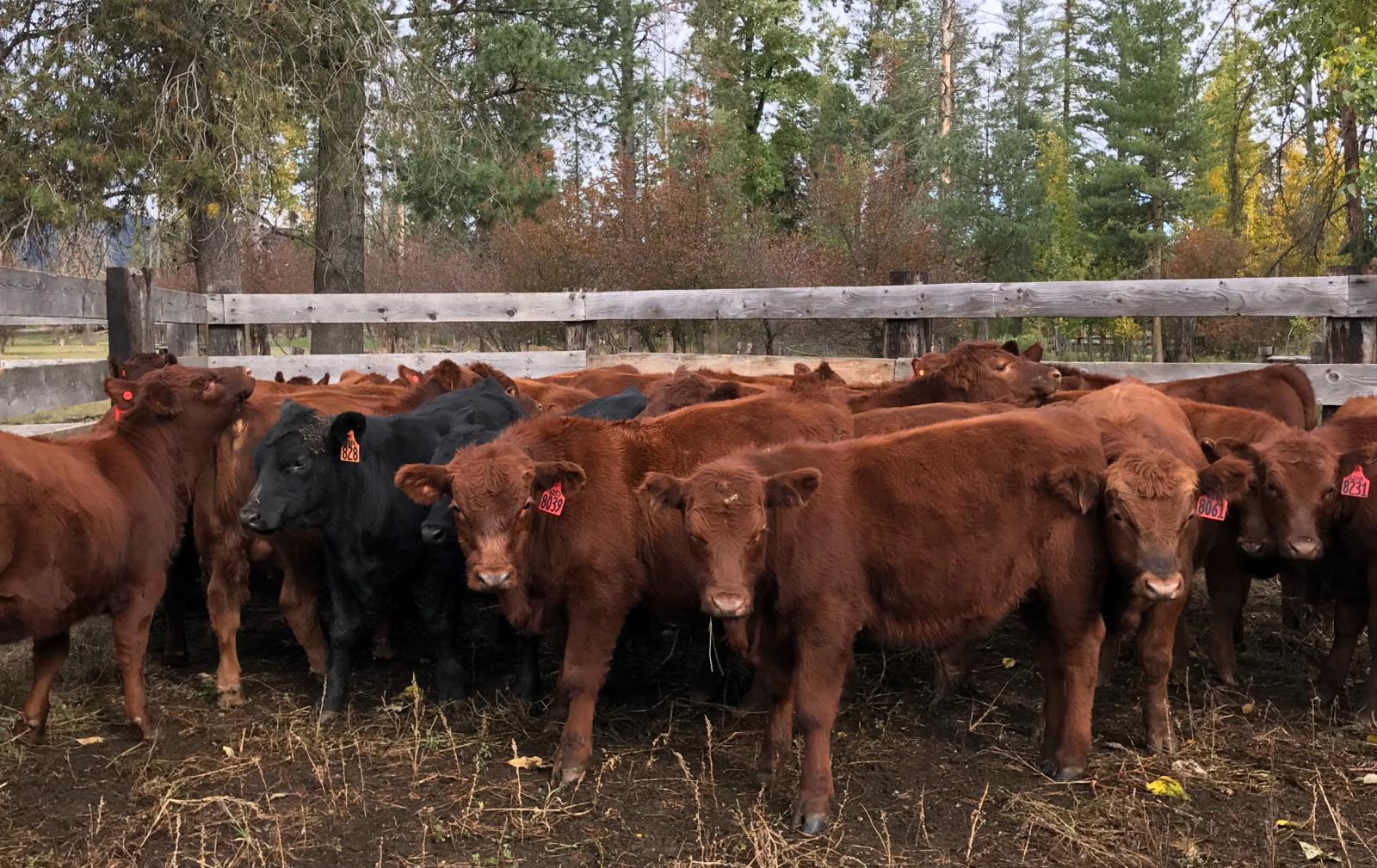 Beef market returns to 'normalcy'