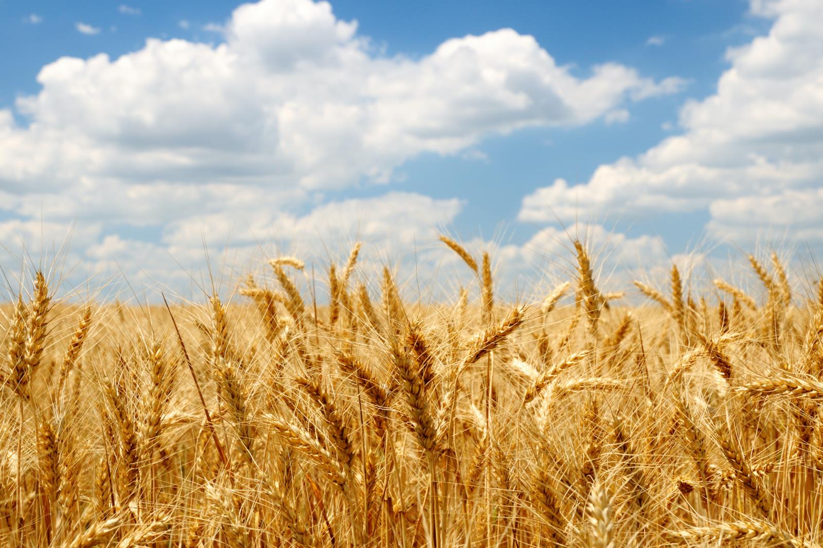 Weekend market report Corn, wheat steady
