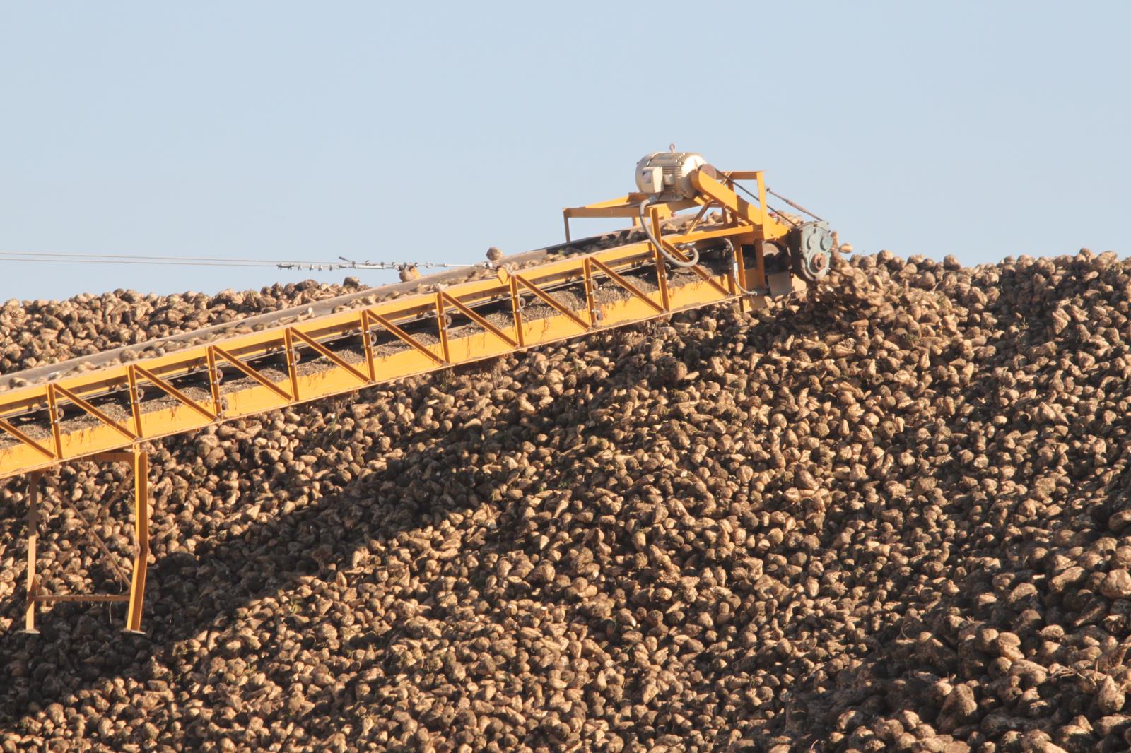 Sugar beets are added to a beet pile in East Idaho in this file photo. Average yields for Idaho sugar beet farmers were the second-highest ever recorded this year and average sugar content was also the second highest ever recorded. 