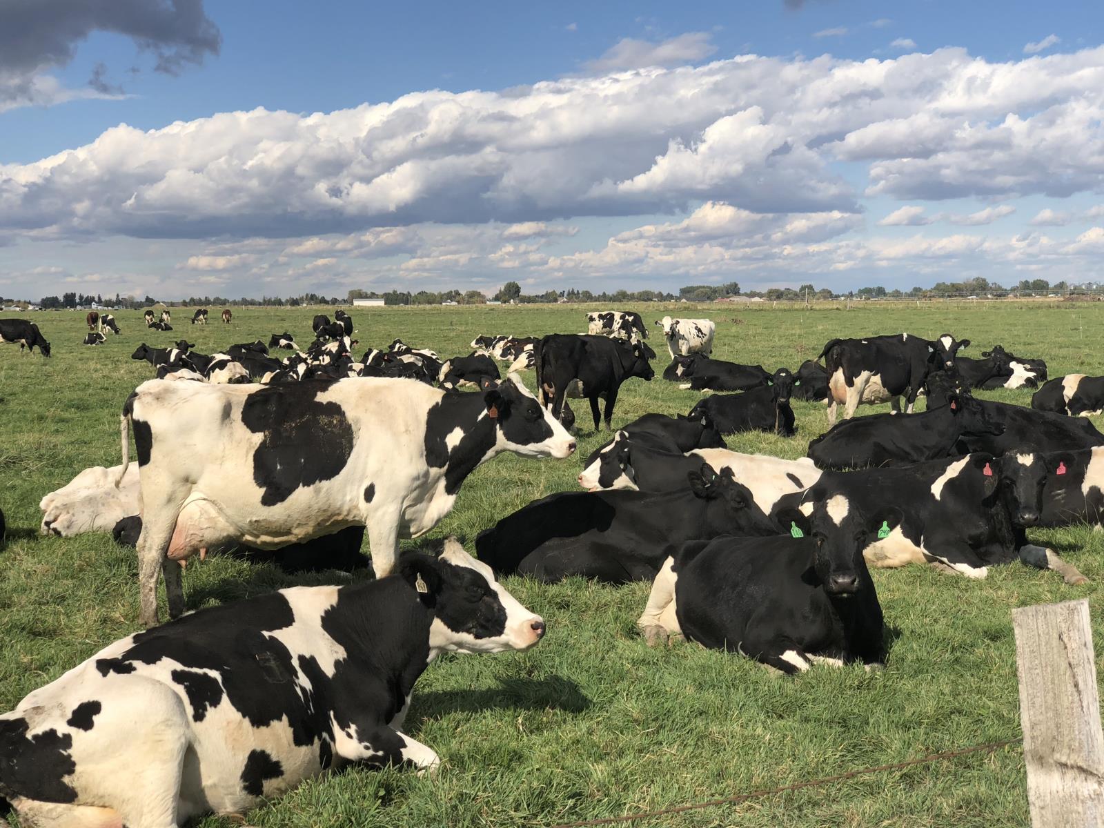 Two separate sets of data show Idaho export value is in record territory last year and so far in 2021. Dairy is the state’s top ag product export. 