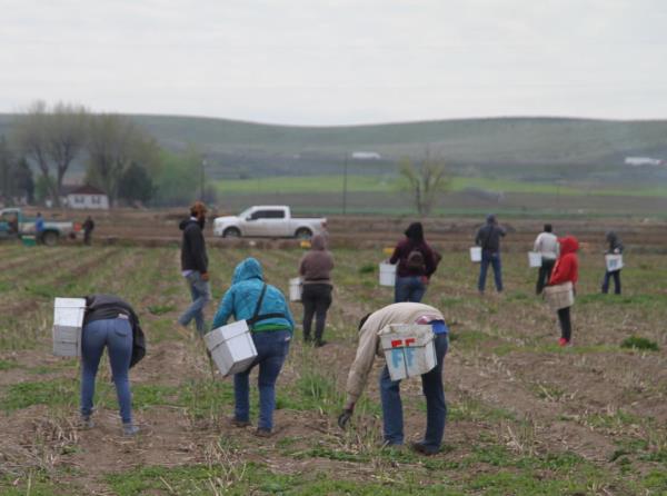 The Labor Department Monday announced plans to modernize the long-time H2-A guest worker program.