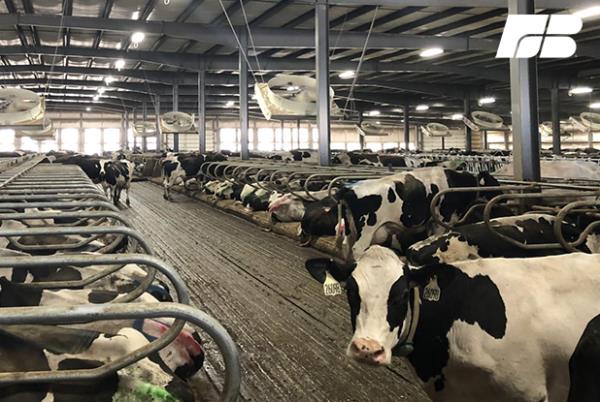 The Idaho Farm Bureau Dairy Committee recently toured two robotic dairy operations.