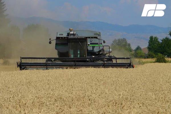 Wheat harvest is underway near Eagle, Idaho.