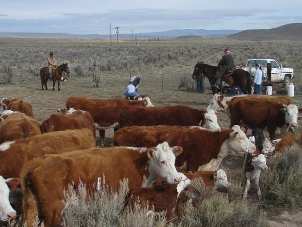 U.S. exports of beef to the E.U. expected to increase in over the next 7 years