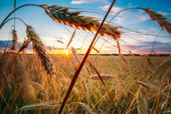 Idaho exports 50% of its annual wheat production to foreign markets.