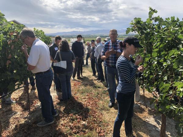 Idaho elected officials and media members taste wine grapes at Koenig Winery in Caldwell during the Treasure Valley Agricultural Tour Sept. 10. Idaho elected officials and media members taste wine grapes at Koenig Winery during the Treasure Valley Ag. Tour Sept. 10.