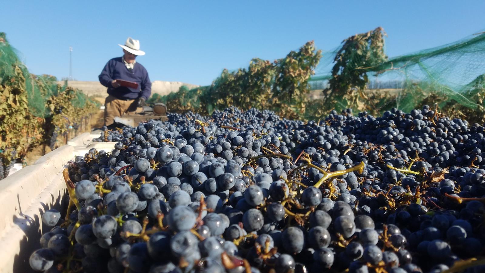 Wine grapes are harvestd in a southwestern Idaho vineyard.
