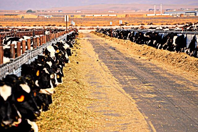 Dairy in Raft River, Idaho
