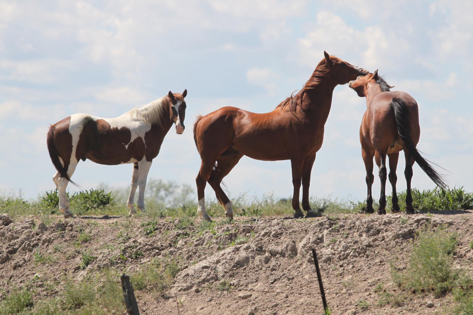 The Idaho State Department of Agriculture has received confirmation of equine infectious anemia diagnosed in a horse that was transported from Washington back to its home in Canyon County in May.