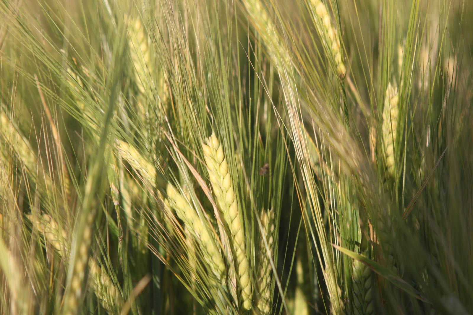 Barley grows in a field near Idaho Falls last year. The Idaho Barley Commission’s fiscal year 2019-2020 budget is heavy on research, as always.
