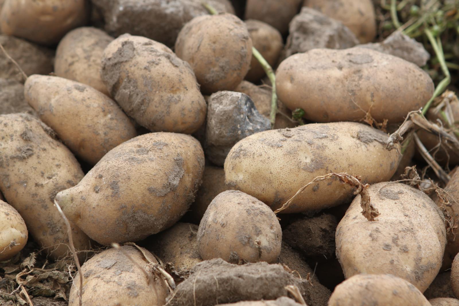 Idaho potato industry leaders expect the state’s 2019 spud crop to be smaller than last year, which could result in a strong marketing year for the state’s potato farmers.