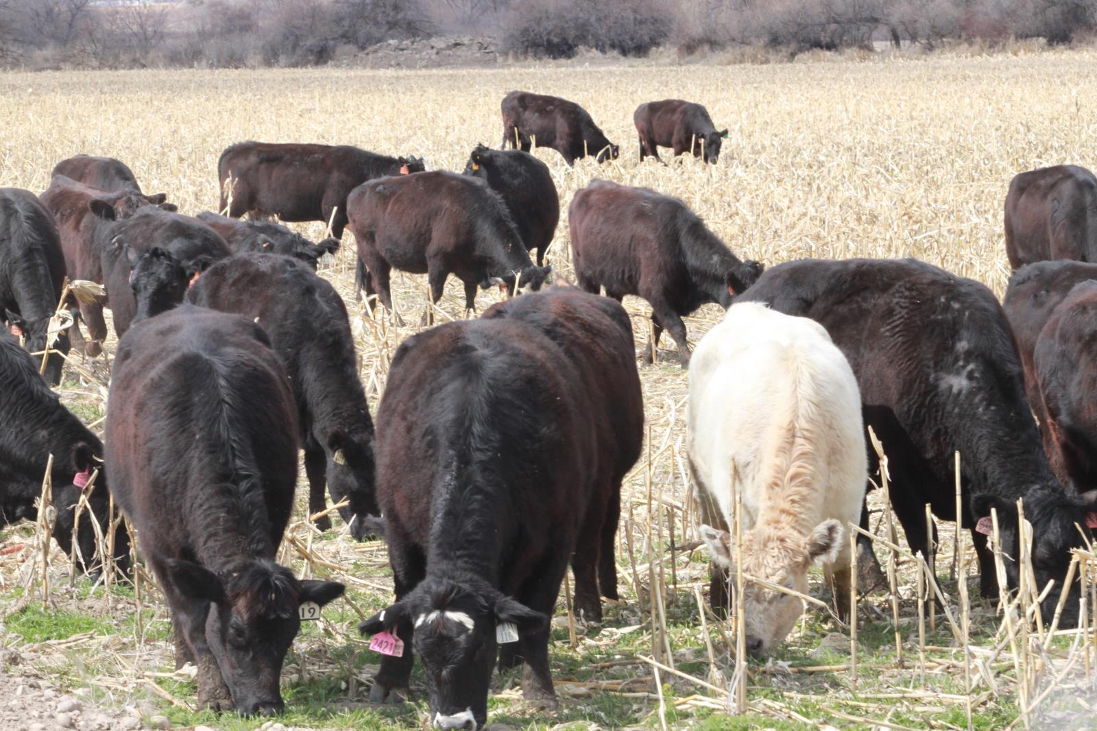 The tentative trade agreement announced between Japan and the United States Aug. 25 is expected to benefit several farm commodities, including dairy, beef, potatoes, wheat and wine, all of which are produced in Idaho in significant amounts.