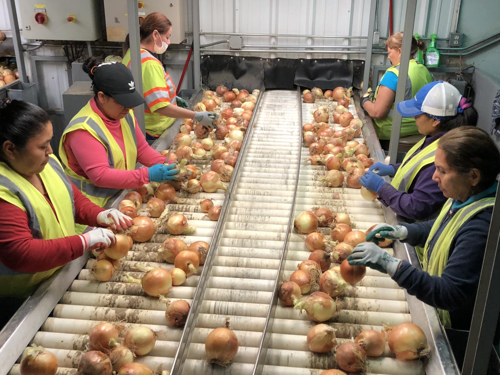 Onions are sorted in a southwestern Idaho facility Sept. 10. After declining for four straight years, Idaho’s total net farm income increased 29 percent in 2018, according to USDA data released Aug. 30. 