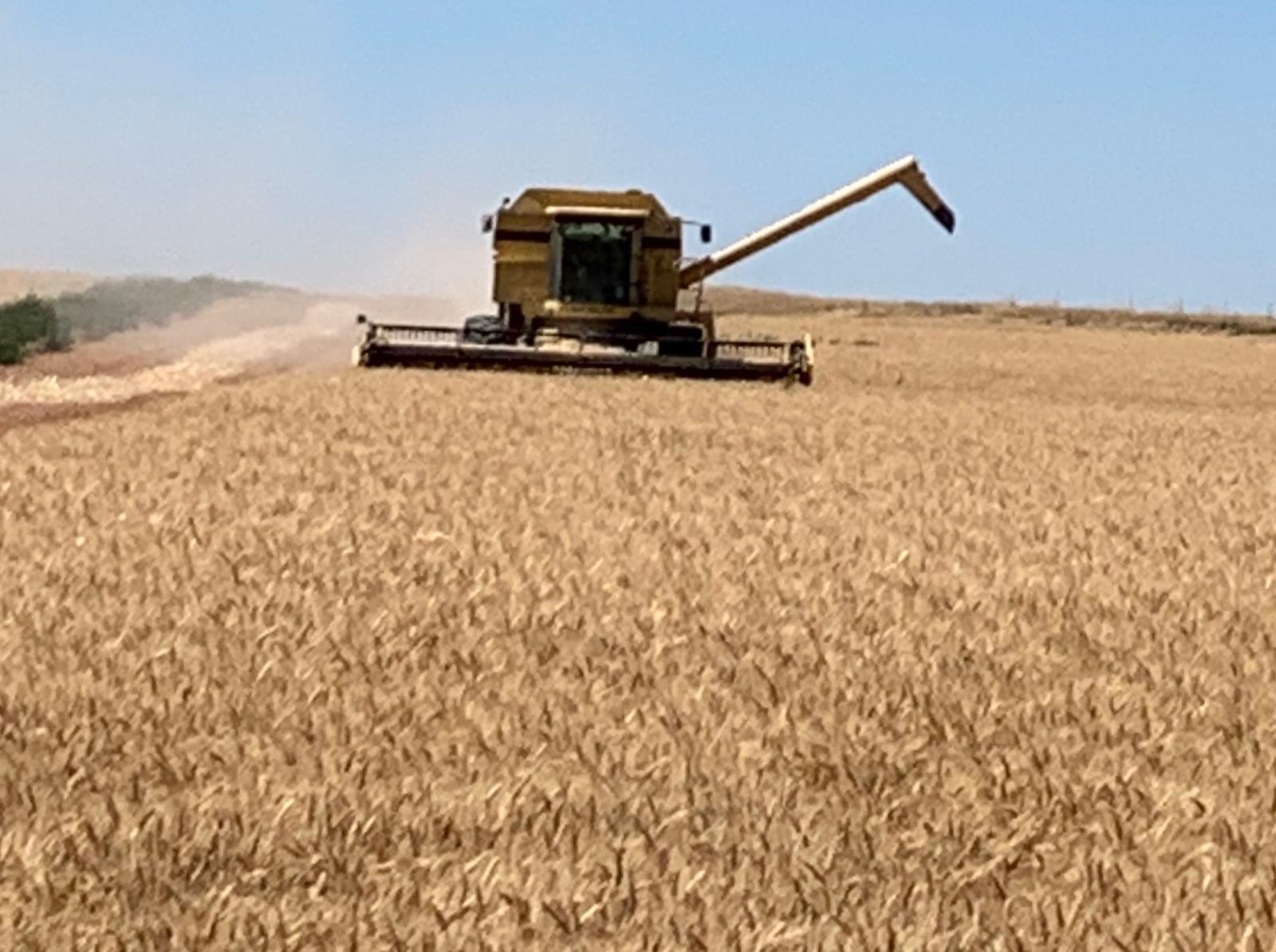 GoodWheat harvest at Koompin Farms in American Falls. 