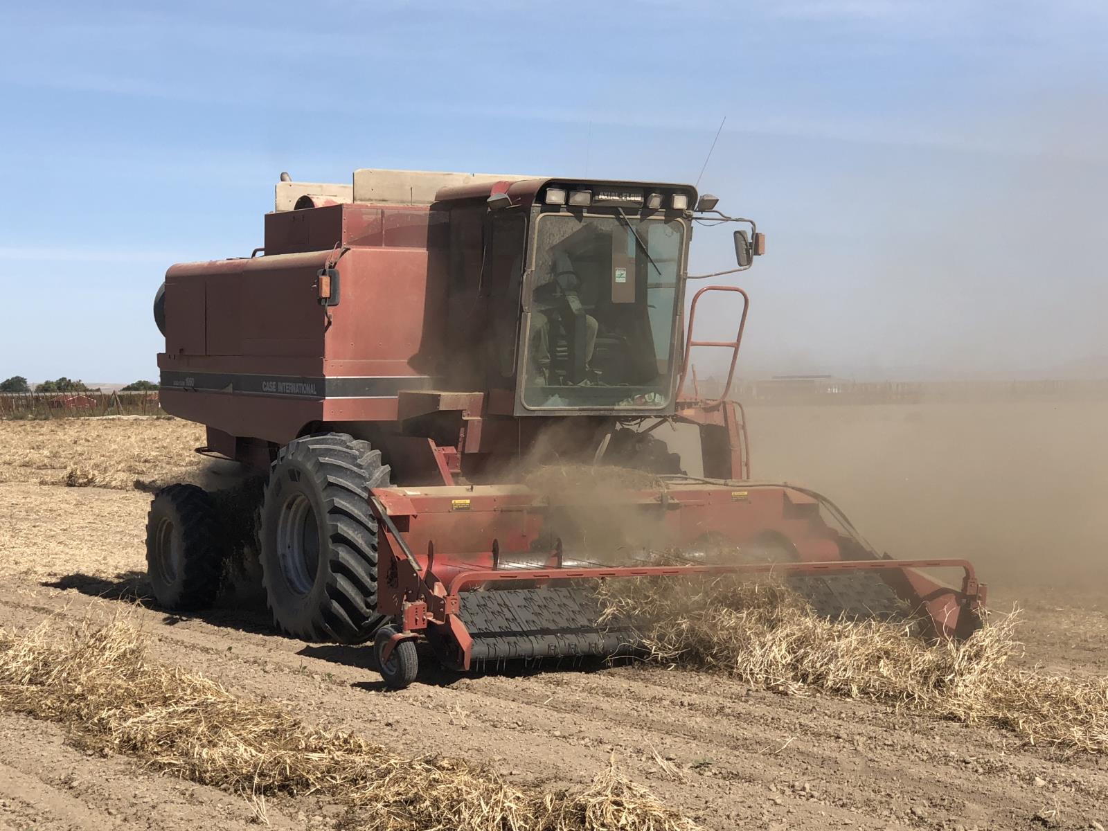 Dry beans are harvested in a southwestern Idaho field last year. Dry bean acres in Idaho are expected to increase this year as a result of higher prices. 