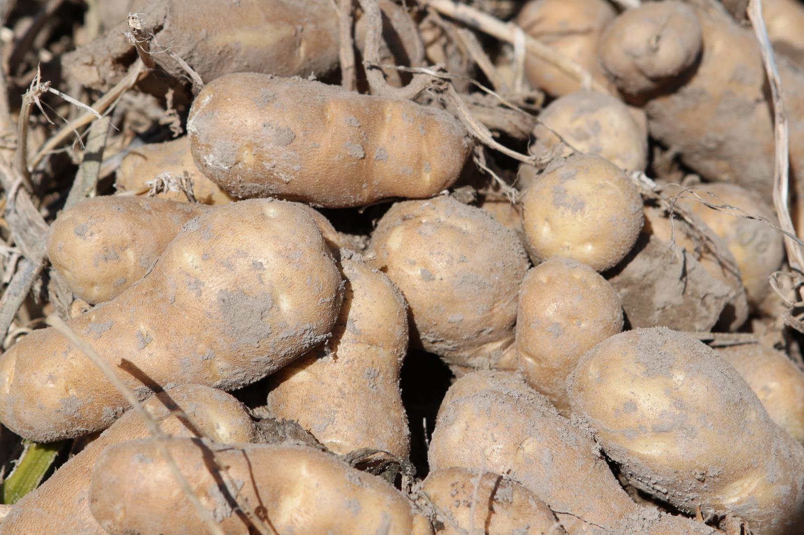 Consumer demand spurred by reaction to the coronavirus has led to higher retail potato prices and even some empty spud displays in grocery stores in the potato state. 