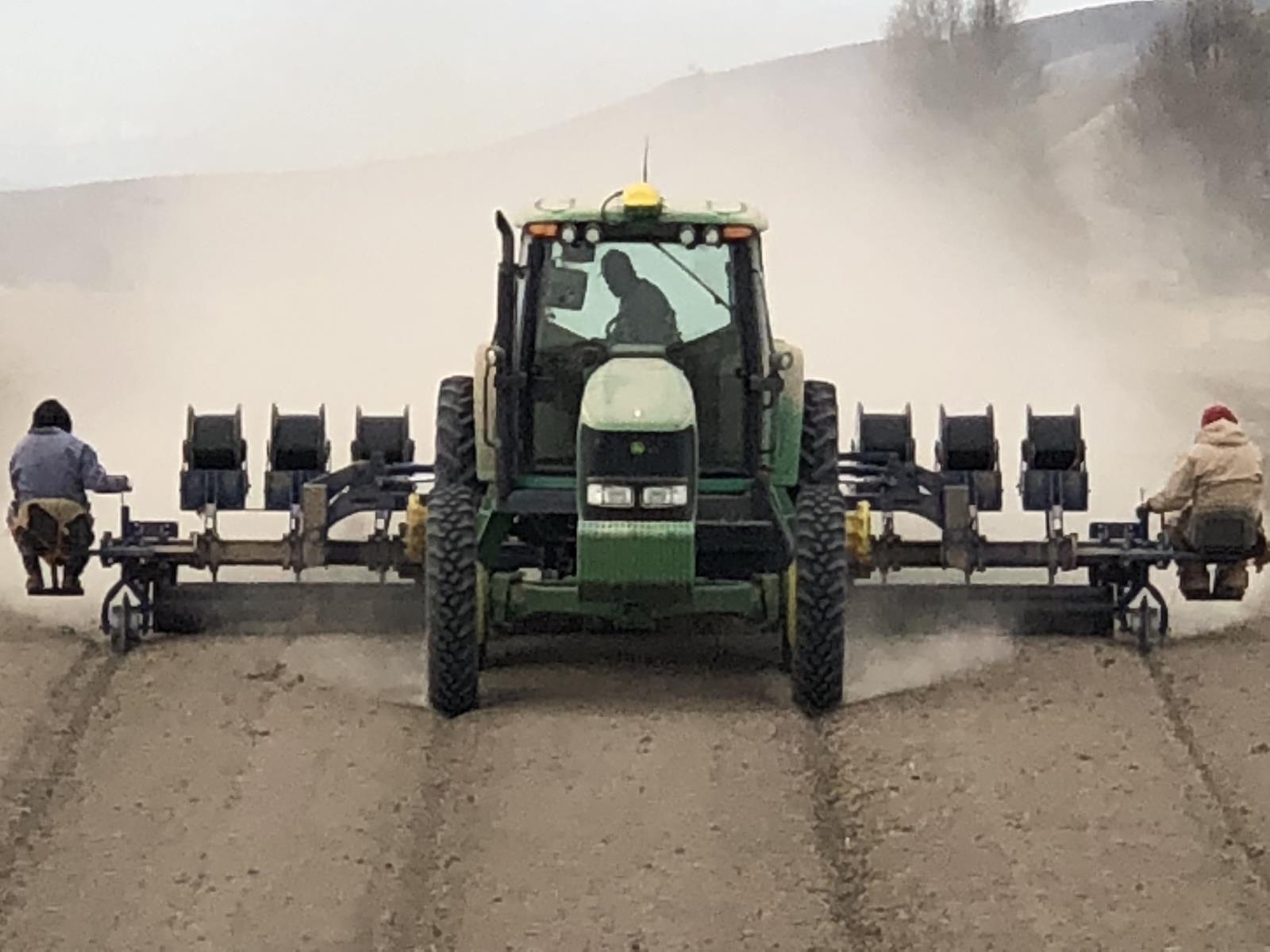 Drip tape is laid March 6 in a field that will be planted to onions. 