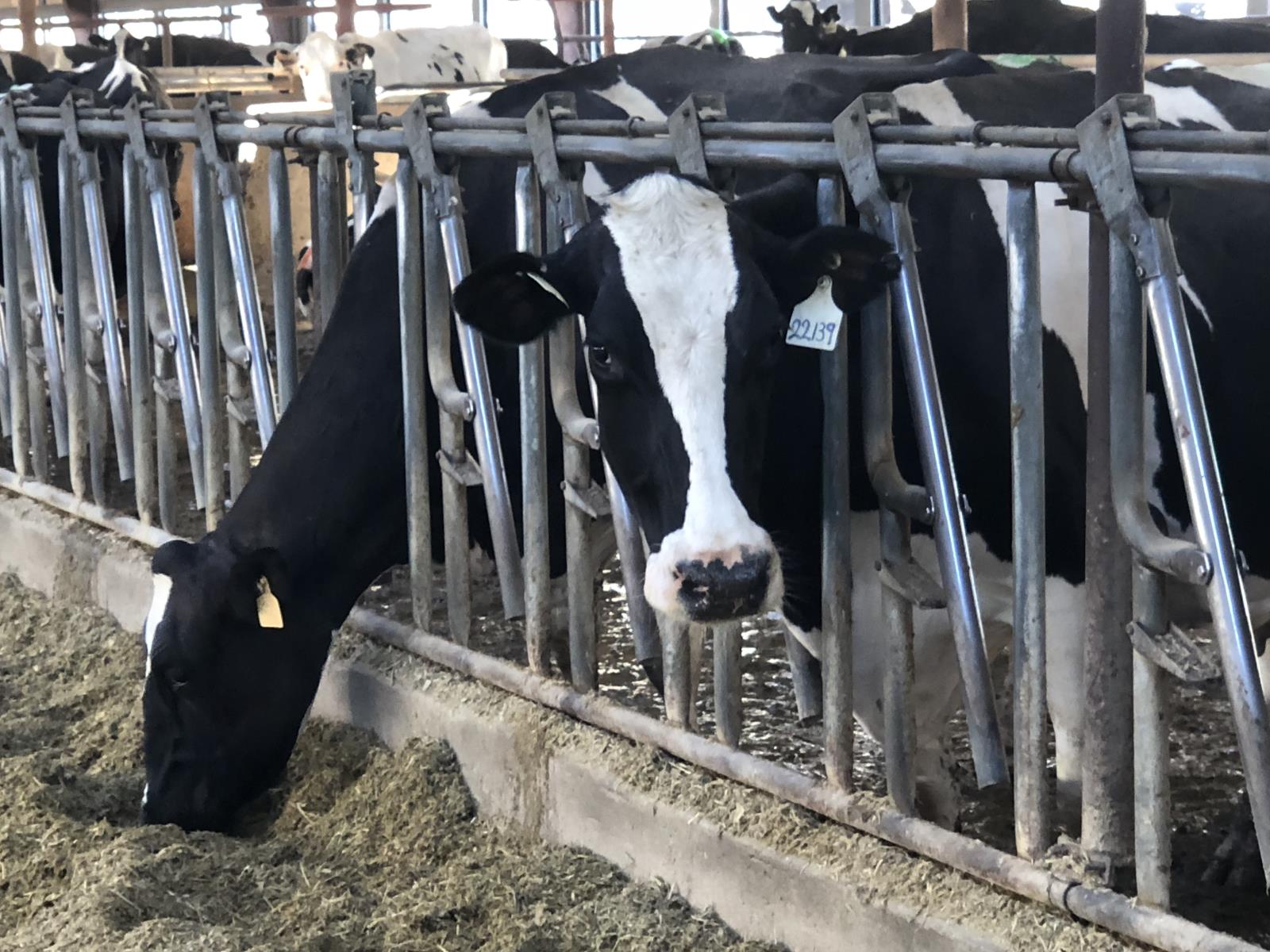 The price that Idaho dairy operators are receiving for their milk has decreased dramatically during the coronavirus outbreak. 