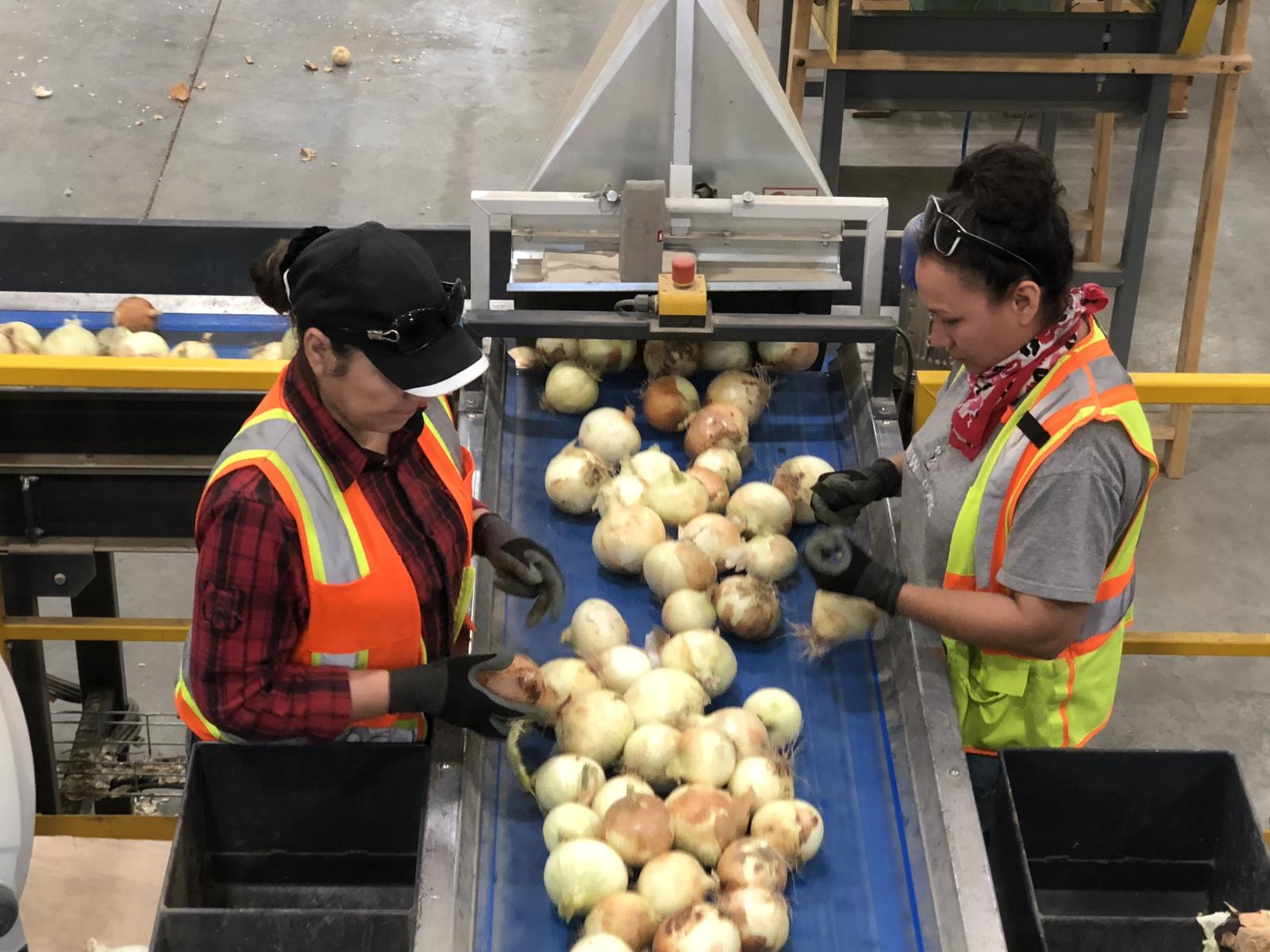 Onions are sorted in a southwestern Idaho processing facility. Idaho farm product exports totaled $257 million during the first three months of 2020, an 11 percent increase over the same period in 2019. 