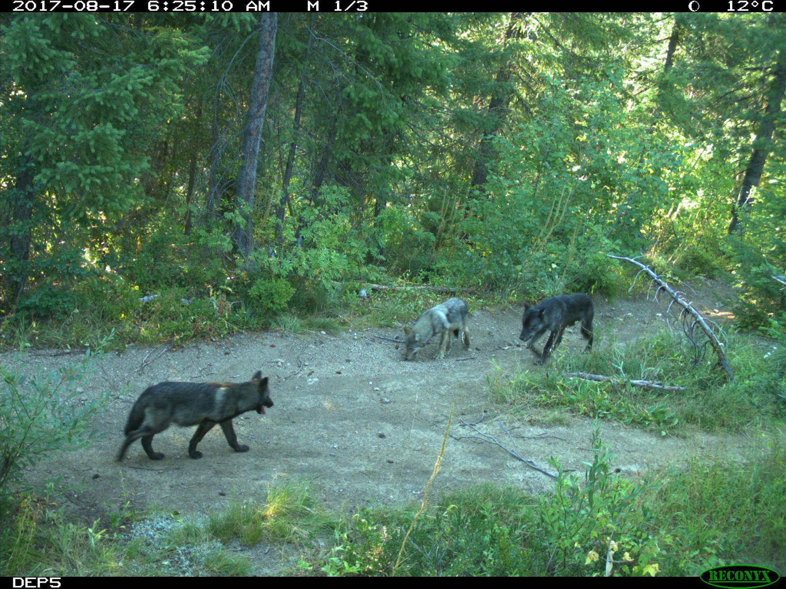 Wolves are shown in a picture taken by one of Idaho Department of Fish and Game’s remote cameras. Wolf depredations of Idaho livestock down this fiscal year.