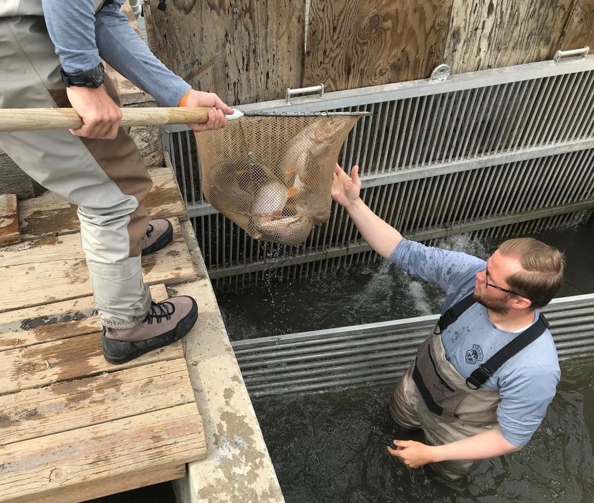 The Idaho Department of Fish and Game counts Yellowstone cutthroat trout at its weir upstream of the Upper Blackfoot Reservoir. The count confirmed 1,300 mature cutthroat this spring. 