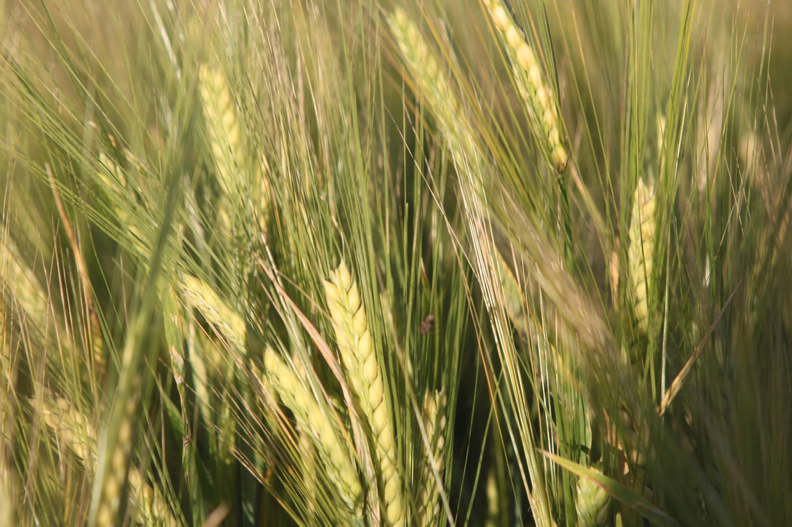 A barley field in East Idaho is shown in this file photo. Scoular Co. has announced it will build a $13 million barley manufacturing facility that will initially process 1.9 million bushels of barley annually.