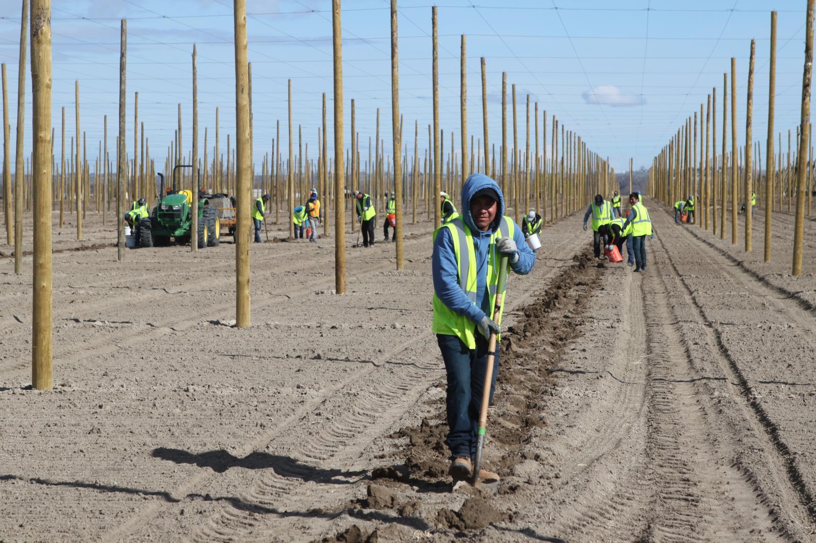 Farm workers prepare a hop yard for planting in this file photo. Idaho hop acres are estimated at a record 9,374 this year, which is 12 percent more than the 8,358 acres of hops that were harvested in the Gem State last year.