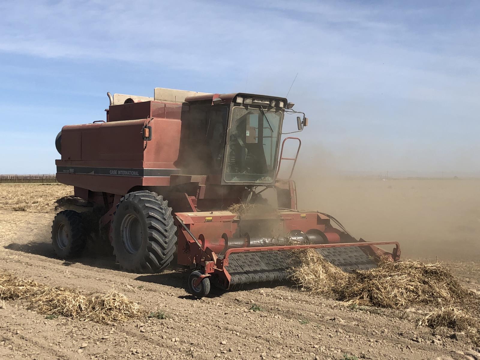 Dry beans are harvested in a southwestern Idaho field last September. Idaho farmers planted 65,000 acres of dry beans this year, up 38 percent over 2019, according to USDA’s National Agricultural Statistics Service. 