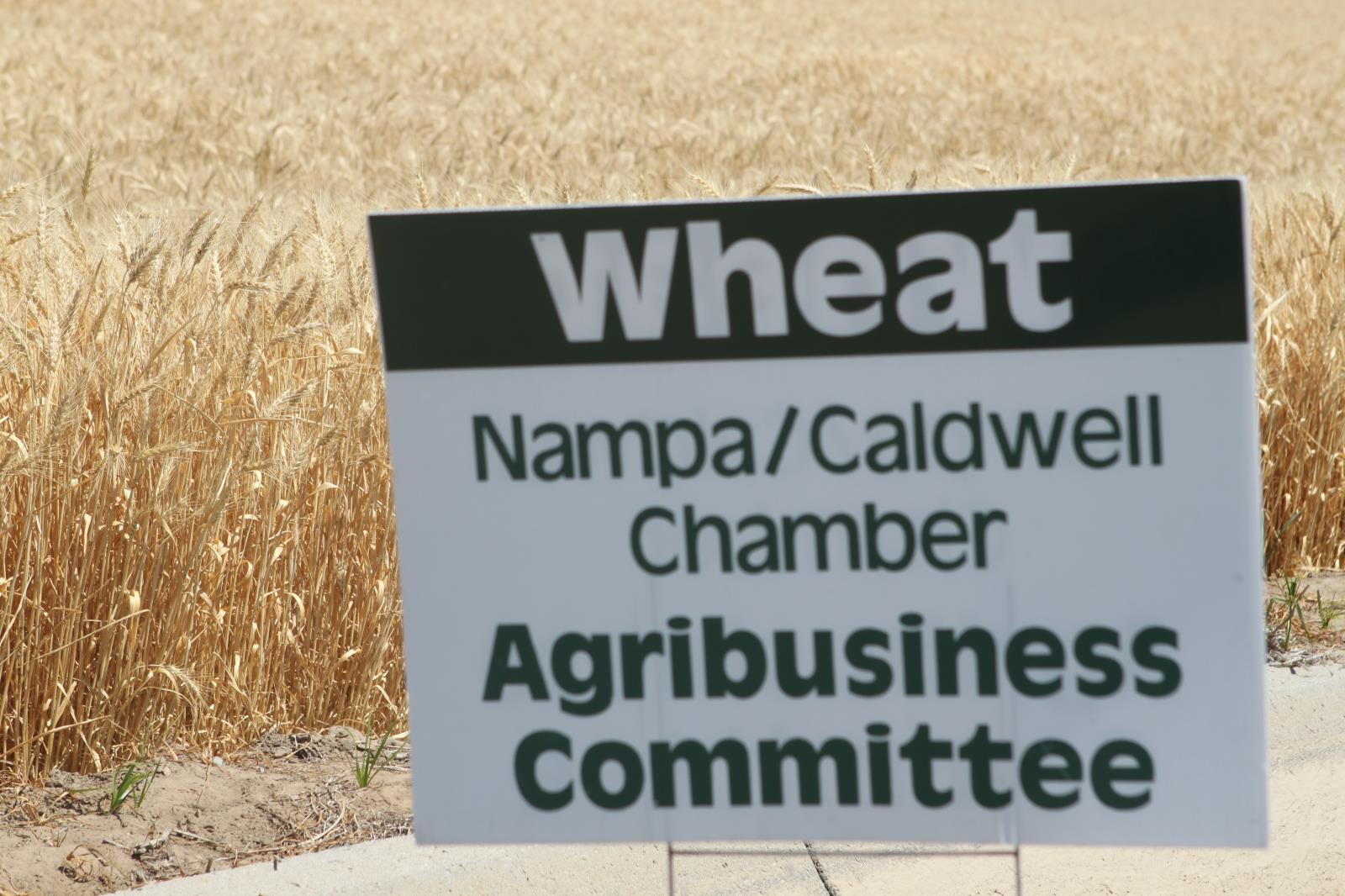 USDA estimates that Idaho farmers planted less potatoes and barley this year but more wheat. 