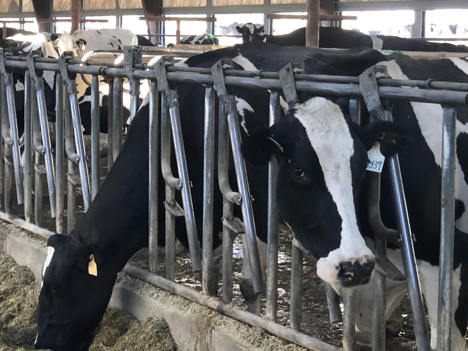 Led by sales of dairy products abroad, the total value of Idaho farm product exports rose 6 percent during the first six months of 2020.