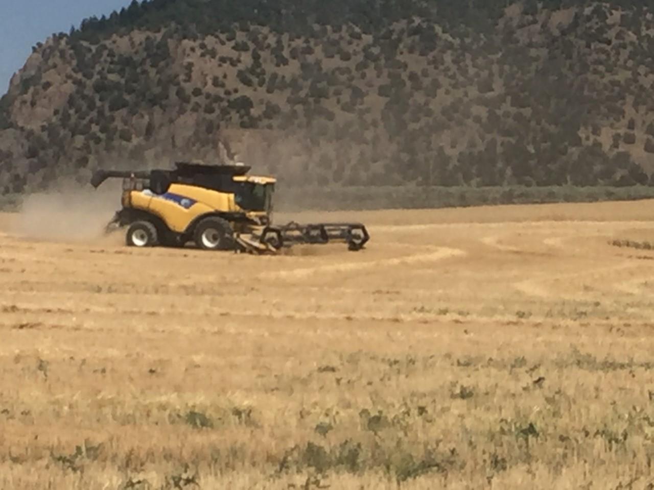 A wheat field is harvested at Hubbard Farms near Grace.