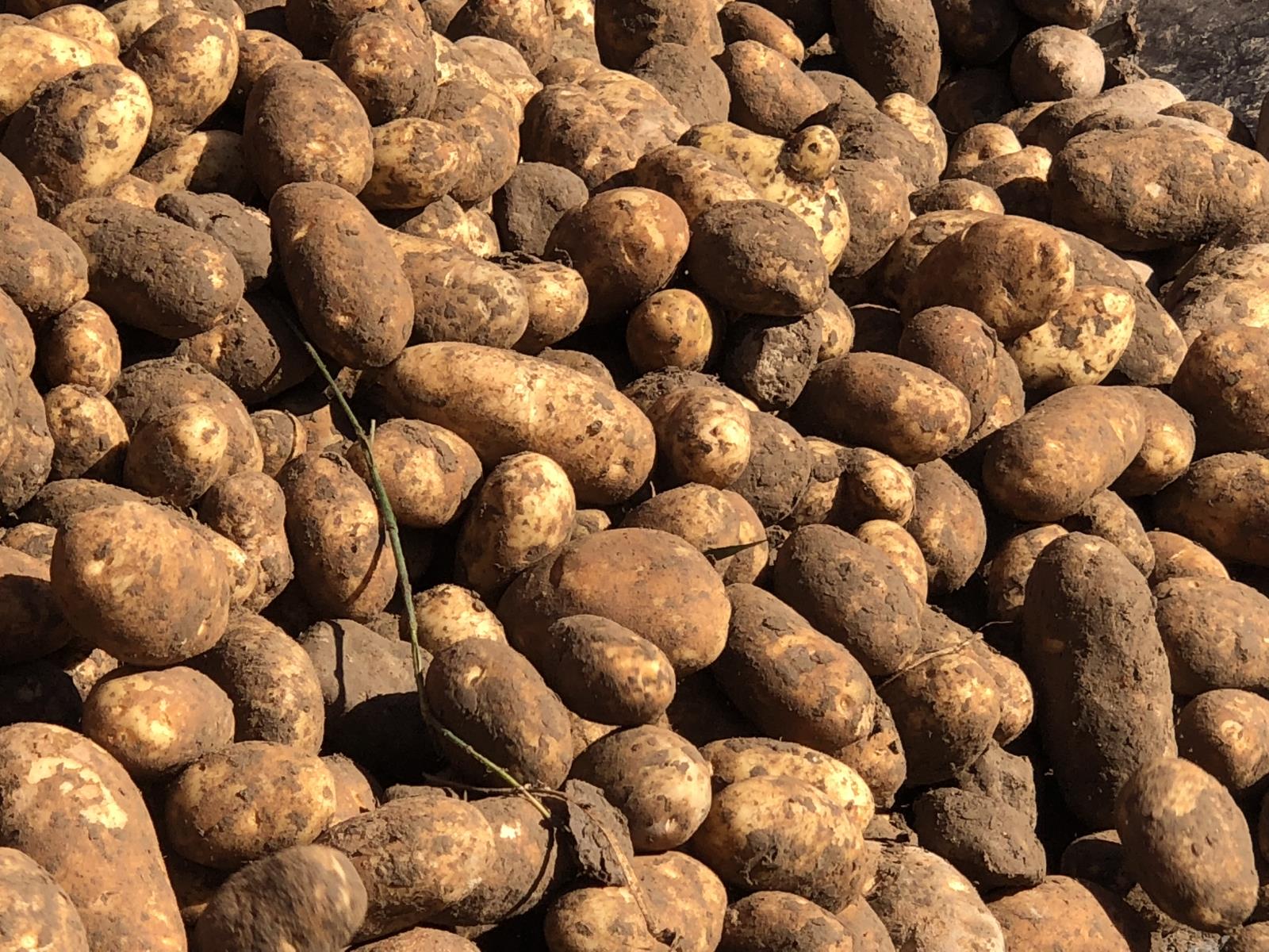 Idaho’s potato industry is applauding a letter issued by the state’s two U.S. senators calling for increased access for U.S. fresh potato exports into Mexico. 