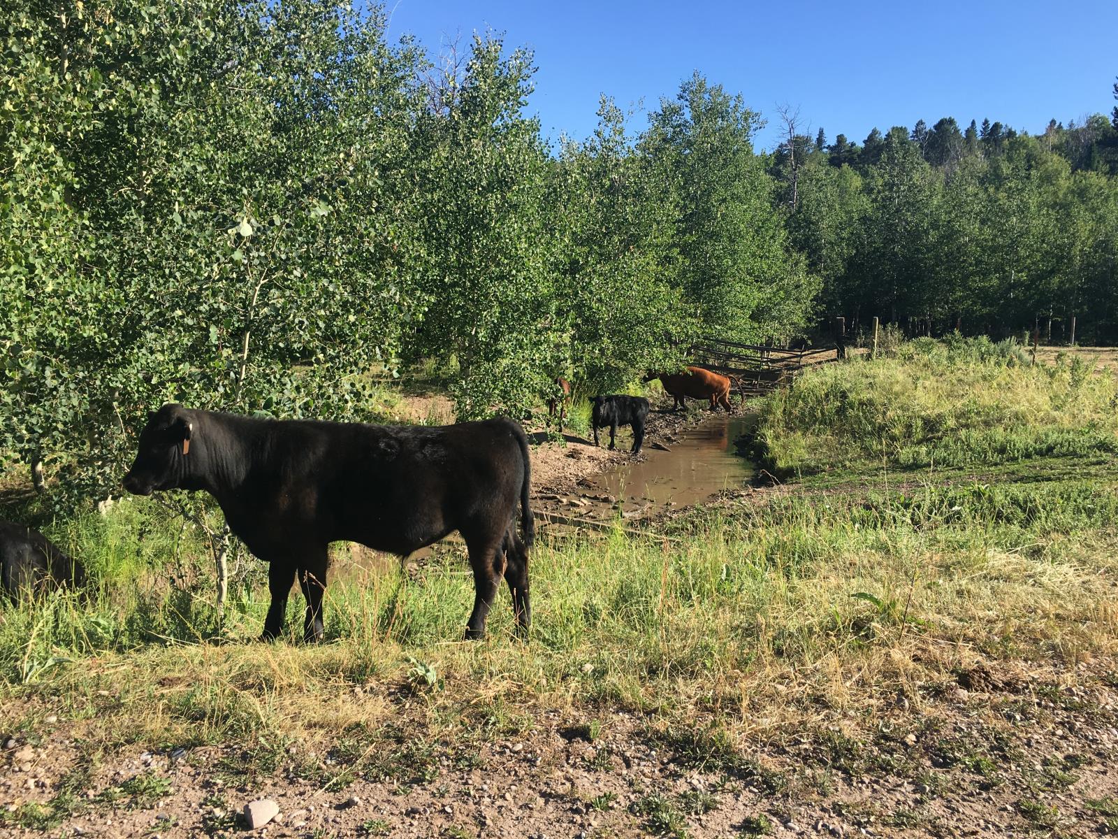 The U.S. Forest Service has joined the U.S. Bureau of Land Management in asking Idaho ranchers who water livestock on federal land to sign agreements stating that they are doing so as limited agents of the federal government. Idaho Farm Bureau Federation and others are cautioning ranchers against rushing to sign the agreements.