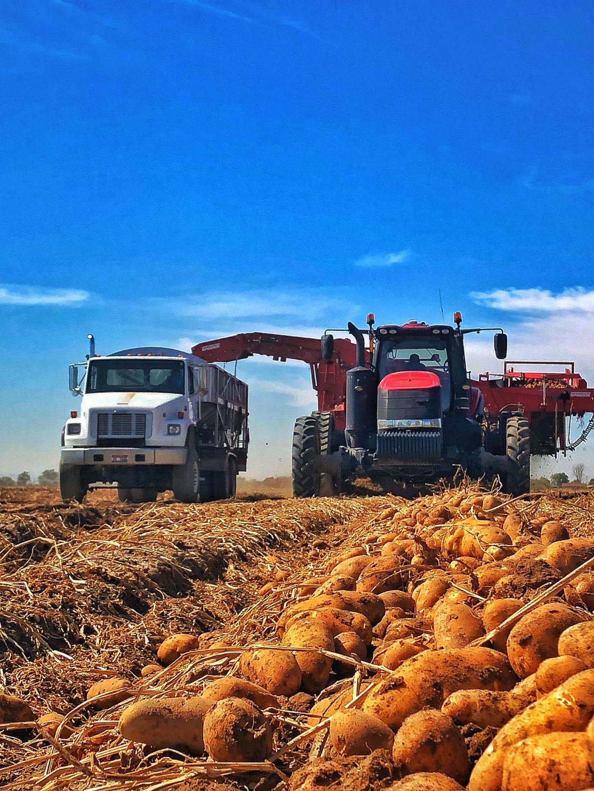 Potatoes are harvested this year at Garth Van Orden Farms in Pingree. Idaho spud farmers think 2020 has the potential to be a solid potato market but COVID-19 looms as a wildcard. 