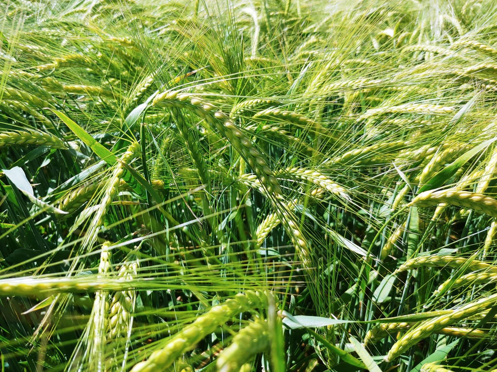 Barley grows in a field near Hamer earlier this year. Idaho retained its title as the nation’s No. 1 barley producing state this year. Photo by Justin Place