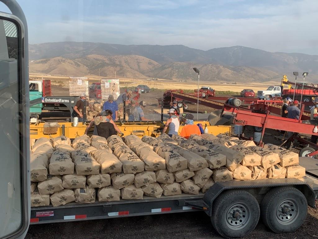 Potatoes are sorted and bagged at Stoddard Farms near Grace on Sept. 24. Grace High School shuts down for two weeks each year so students can help bring in the area’s iconic and important potato crop. 