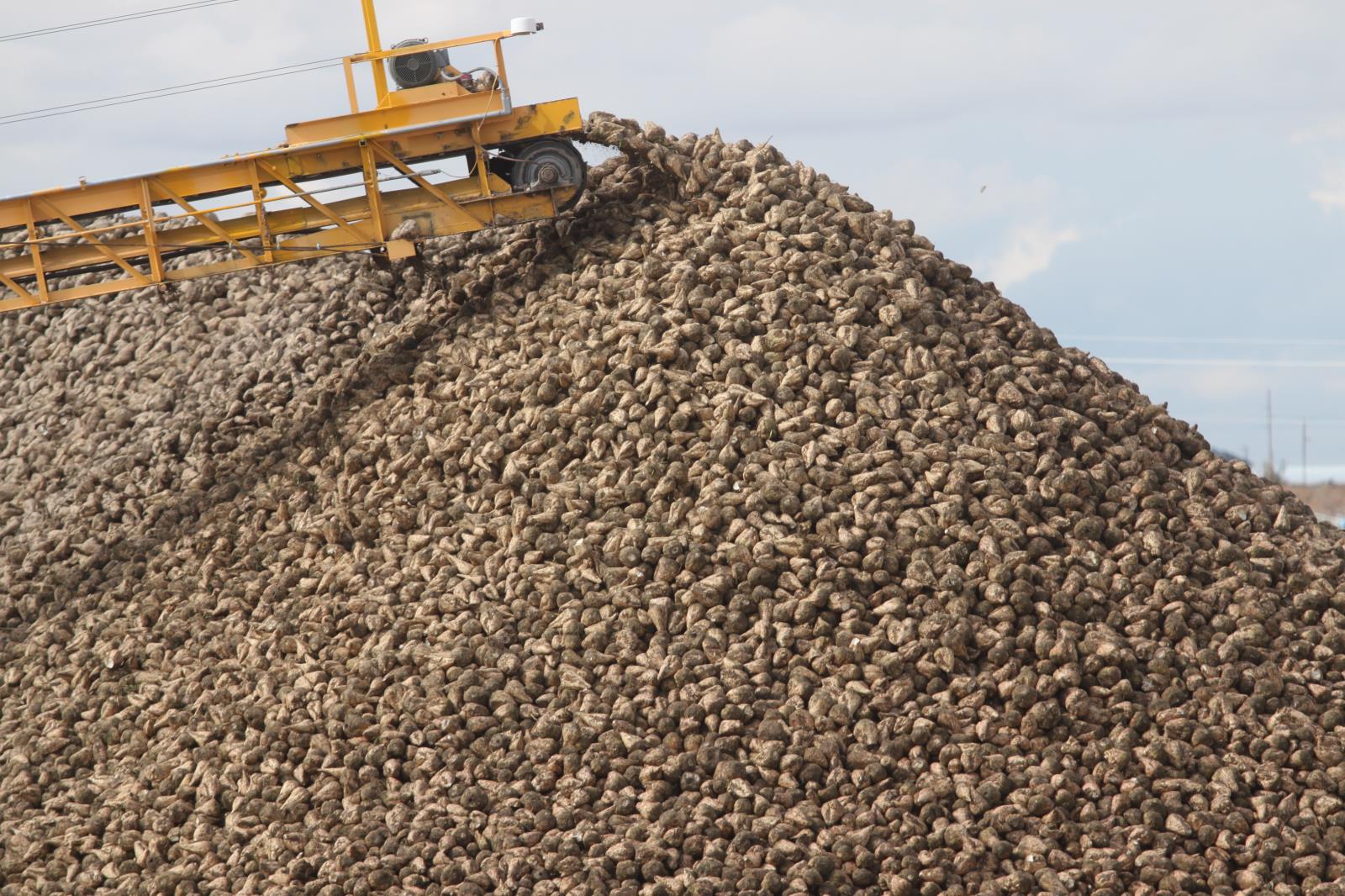 Idaho sugar beet growers are reporting good yields and sugar content so far during this year’s harvest. Idaho farmers grow about 170,000 acres of sugar beets each year. 