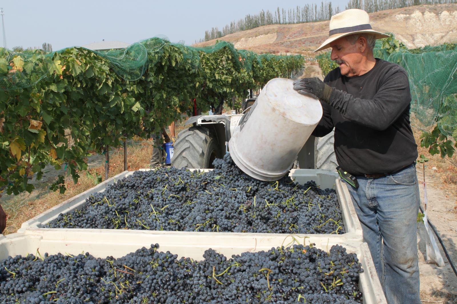 Wine grapes are harvested in a vineyard in Caldwell Oct. 12. Members of the state’s wine industry say yields are average this year quality looks great. 