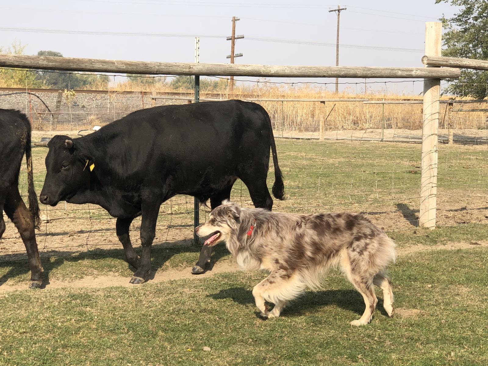 Cash, an Australian shepherd, herds cattle at the K—J Ranch in Payette Oct. 9. Cash was a finalist in the American Farm Bureau Federation Dog of the Year contest. 