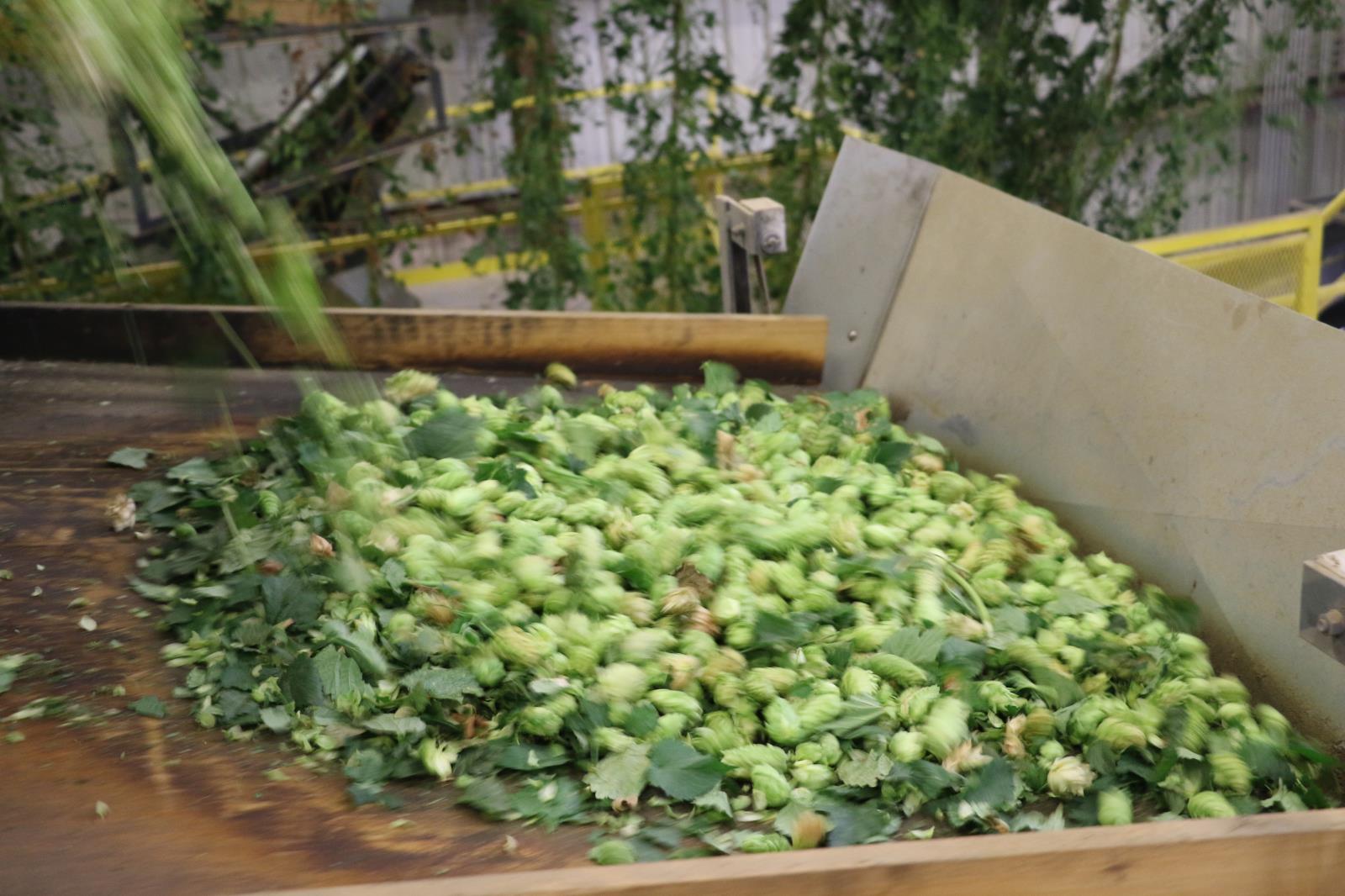 Hops are processed in a facility in southwestern Idaho in this Idaho Farm Bureau Federation file photo. Hop production in Idaho increased for the ninth straight year, despite challenges posed by the COVID-related shutdowns and restrictions. 