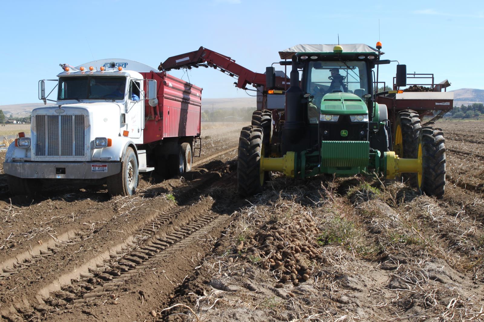 Potatoes are harvested in a field near Shelley in September. 