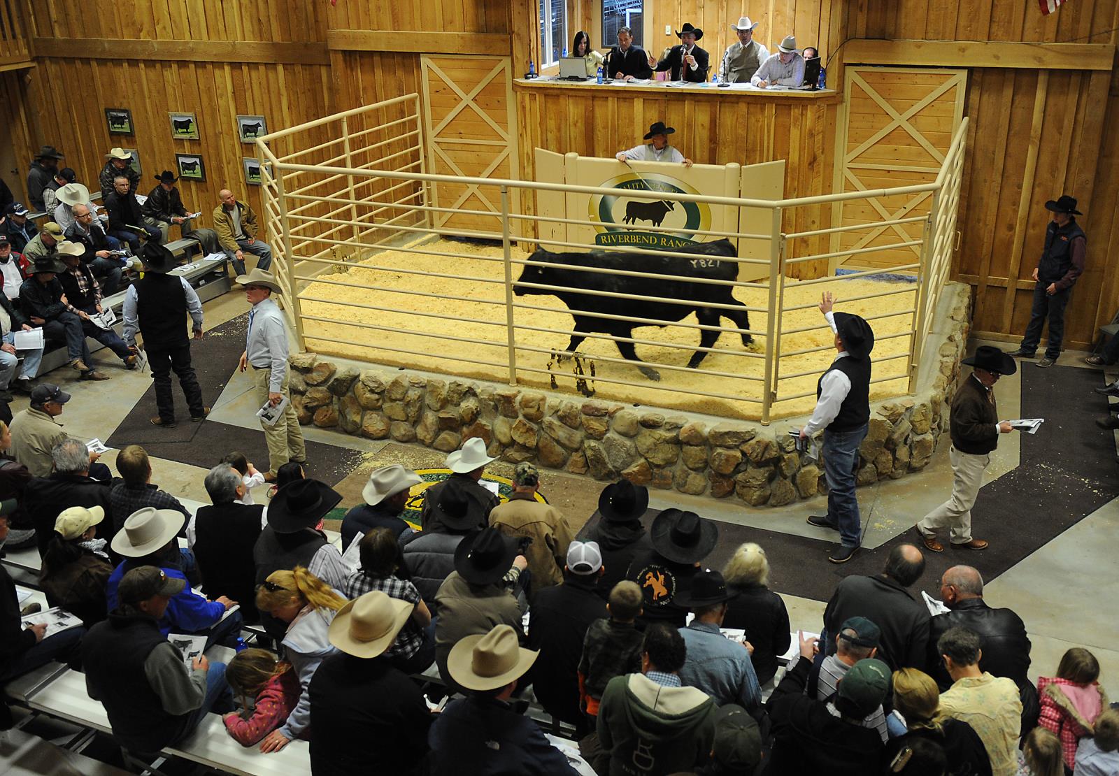 A bull auction at the Riverbend Ranch.