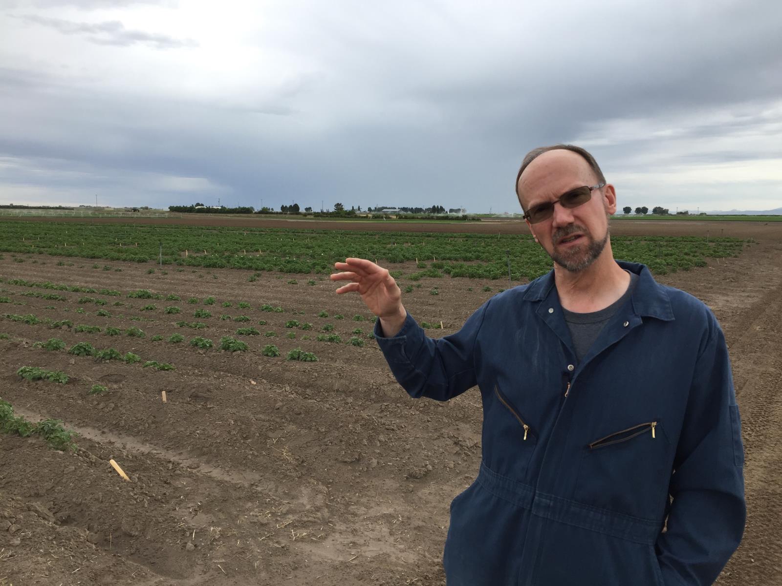Rich Novy, a potato breeder, plants to plant his first field generation this season of spuds that resist tuber greening. He is shown here in his program’s experimental fields in Aberdeen. 