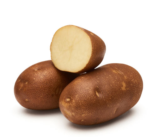Rainier Russet, a new potato variety, is expected to be released later this year. Photo courtesy of Potato Variety Management Institute.