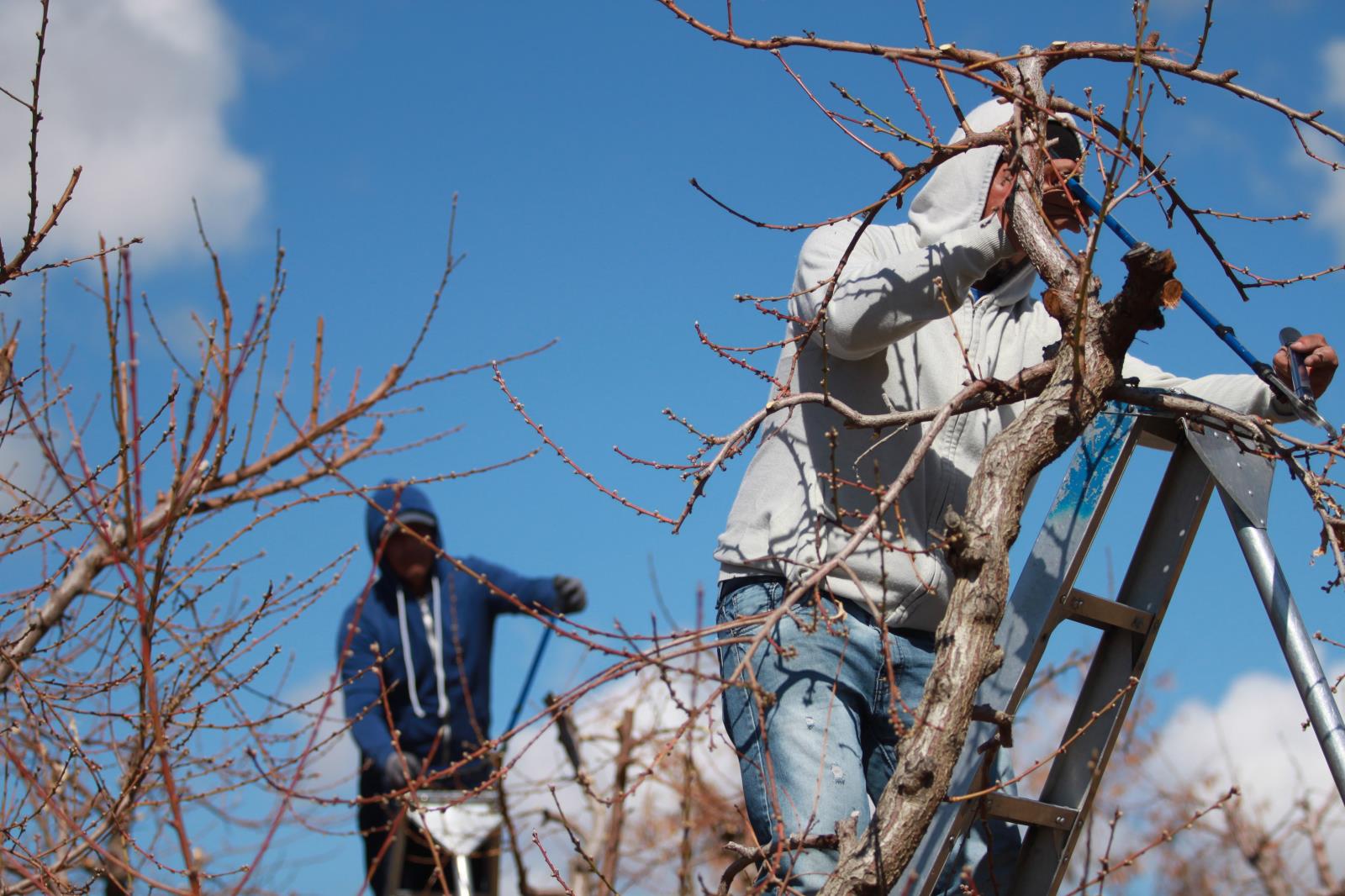 Foreign guest agricultural workers here under the federal H-2A visa program prune fruit trees in an orchard near Fruitland in 2019. The minimum wage that Idaho farmers, ranchers and other ag operations that use the program must pay H-2A workers in 2021 has increased by 93 cents an hour. 